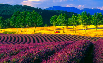 Provence Turu