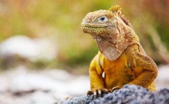 Kolombiya Ekvador Galapagos Turu