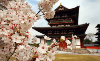 Sakura Dönemi Japonya Güney Kore Turu 3