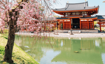 Sakura Dönemi Japonya Güney Kore Turu 4