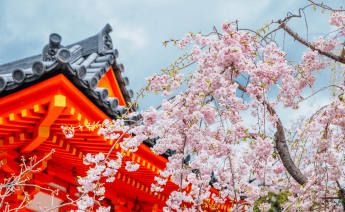Sakura Dönemi Japonya Güney Kore Turu 2