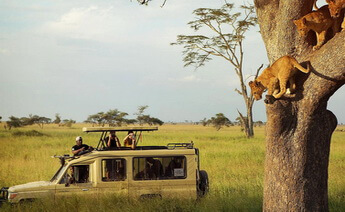 Sömestr Kenya Safari Turu