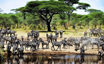 Serengeti Safari Zanzibar Turu