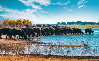 Tanzanya Zanzibar Turu