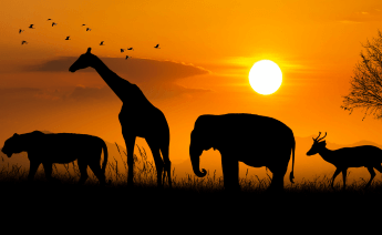 Ramazan Bayramı Kenya Safari Zanzibar Turu