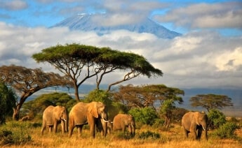Kurban Bayramı Serengeti Safari Zanzibar Turu